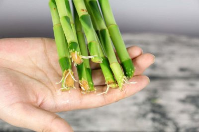 ​富贵竹在土里能成活吗，富贵竹用土养怎么养