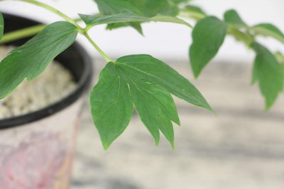 ​龟甲牡丹的养殖方法和注意事项