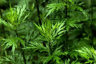 ​艾草泡脚的功效，艾草泡脚的禁忌
