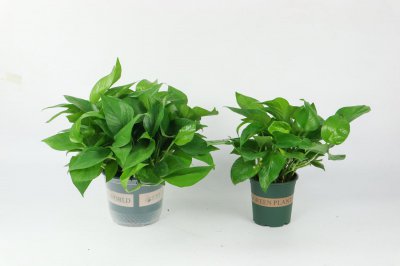 ​水培绿萝什么季节移栽好