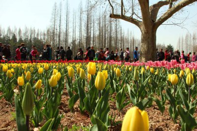 ​郁金香的种植方法和时间，郁金香图片