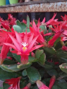 ​假昙花花谢后怎么管理