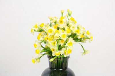 ​水仙花花语和象征，送水仙花代表什么含义