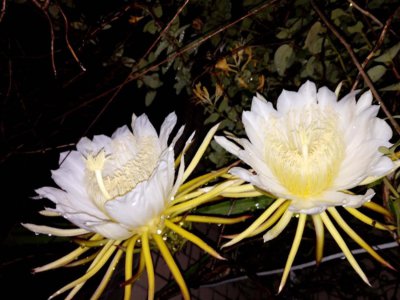 ​昙花怎么养可以多开花