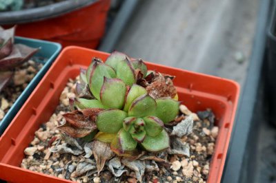 ​多肉植物春季养护三大忌