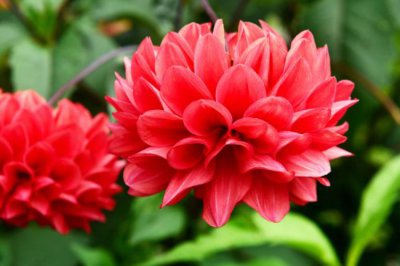 ​大丽花根茎能吃吗