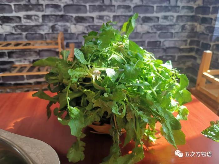 细说荠菜的形态