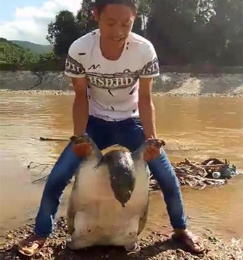 小伙子在河边发现上100斤的甲鱼，高兴坏了！