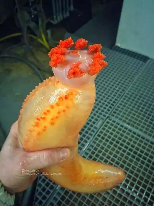 俄罗斯渔夫专拍深海古怪生物:这些鱼都丑得吓人,三只眼的见过吗?