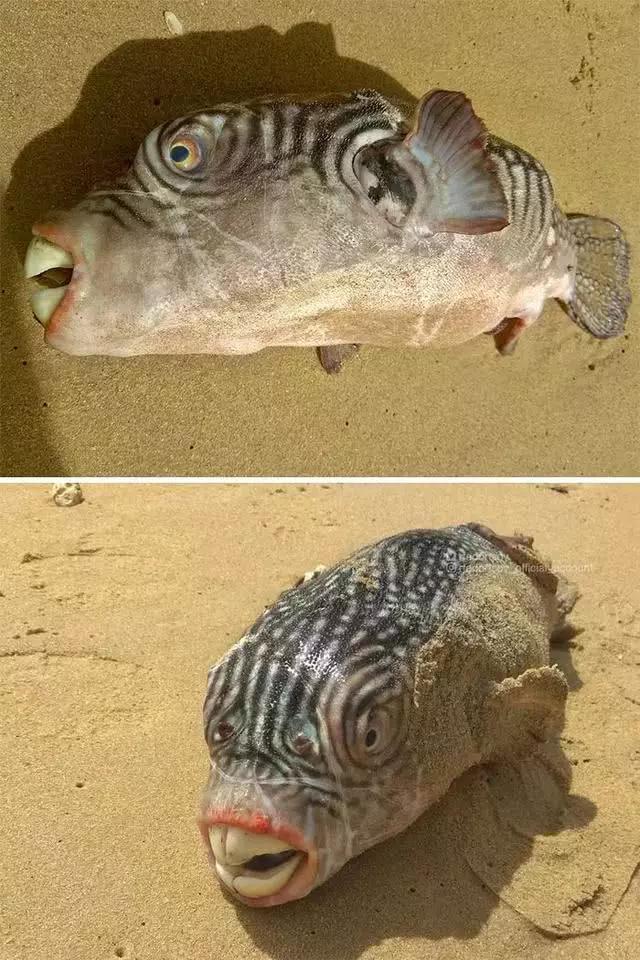 俄罗斯渔夫专拍深海古怪生物:这些鱼都丑得吓人,三只眼的见过吗?