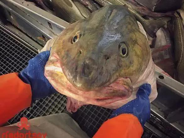 俄罗斯渔夫专拍深海古怪生物:这些鱼都丑得吓人,三只眼的见过吗?