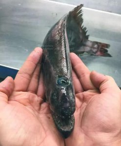 ​俄罗斯渔夫专拍深海古怪生物:这些鱼都丑得吓人,三只眼的见过吗?