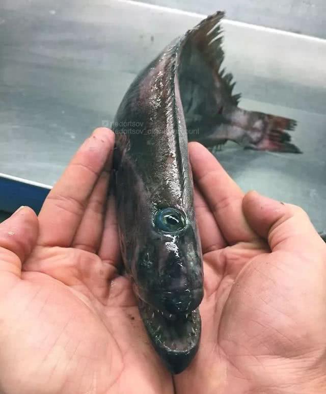 俄罗斯渔夫专拍深海古怪生物:这些鱼都丑得吓人,三只眼的见过吗?