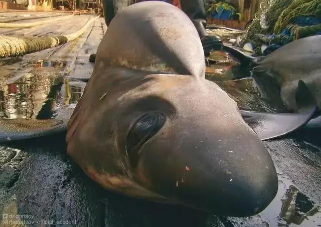 俄罗斯渔夫专拍深海古怪生物:这些鱼都丑得吓人,三只眼的见过吗?