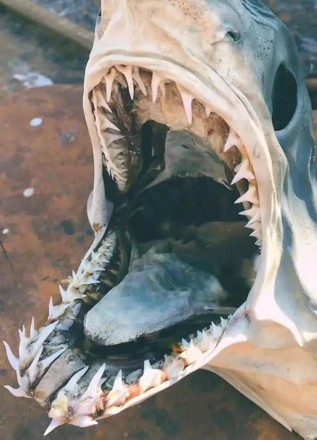 俄罗斯渔夫专拍深海古怪生物:这些鱼都丑得吓人,三只眼的见过吗?