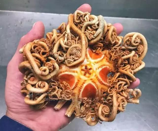 俄罗斯渔夫专拍深海古怪生物:这些鱼都丑得吓人,三只眼的见过吗?