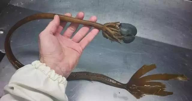 俄罗斯渔夫专拍深海古怪生物:这些鱼都丑得吓人,三只眼的见过吗?