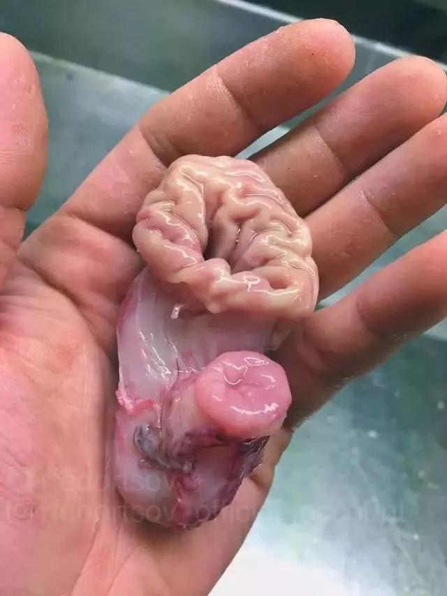 俄罗斯渔夫专拍深海古怪生物:这些鱼都丑得吓人,三只眼的见过吗?