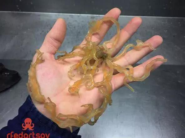俄罗斯渔夫专拍深海古怪生物:这些鱼都丑得吓人,三只眼的见过吗?
