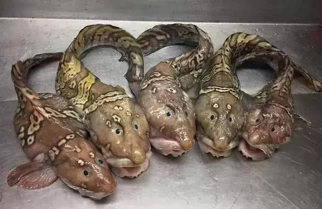俄罗斯渔夫专拍深海古怪生物:这些鱼都丑得吓人,三只眼的见过吗?