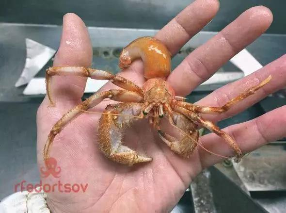 俄罗斯渔夫专拍深海古怪生物:这些鱼都丑得吓人,三只眼的见过吗?