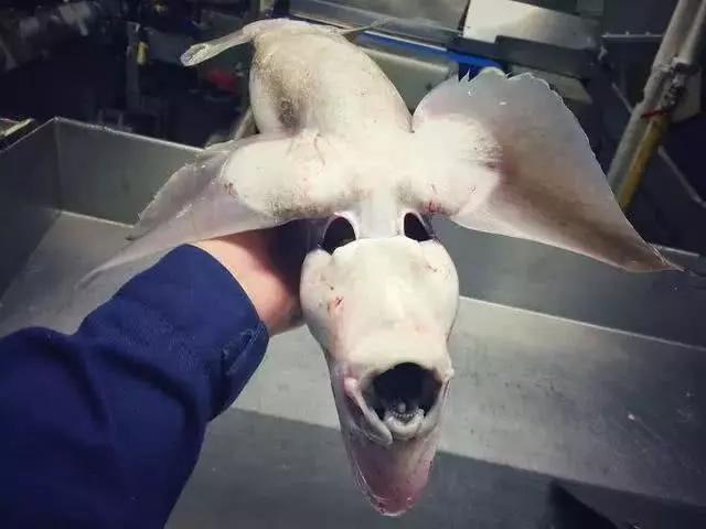 俄罗斯渔夫专拍深海古怪生物:这些鱼都丑得吓人,三只眼的见过吗?