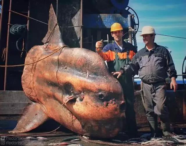 俄罗斯渔夫专拍深海古怪生物:这些鱼都丑得吓人,三只眼的见过吗?