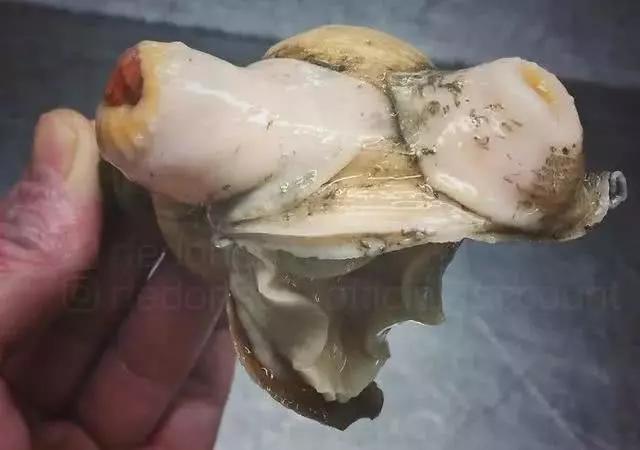 俄罗斯渔夫专拍深海古怪生物:这些鱼都丑得吓人,三只眼的见过吗?