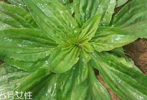 车前草是什么？车前草的作用是什么