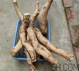 ​牛蒡是牛大力吗？牛蒡和牛大力的区别