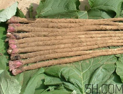 牛蒡是牛大力吗？牛蒡和牛大力的区别
