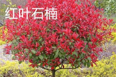 ​红叶石楠和石楠的区别