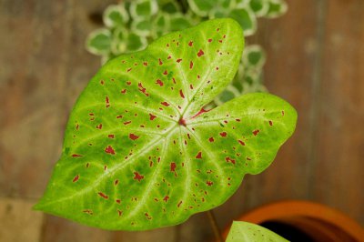 ​盆栽花叶芋养殖方法