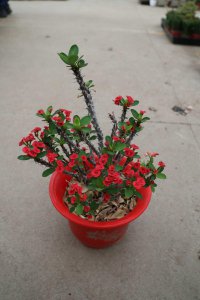 ​小基督虎刺梅怎么养