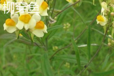 ​柳穿鱼和金鱼草的区别