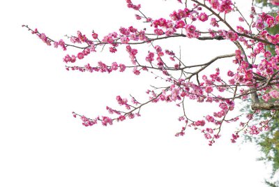 ​梅花用什么土栽培