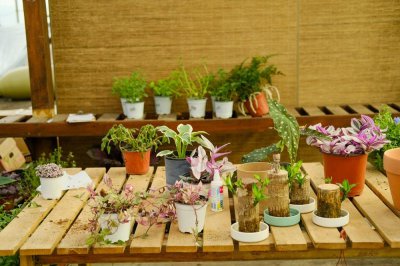 ​铜绿麒麟怎么养成老桩