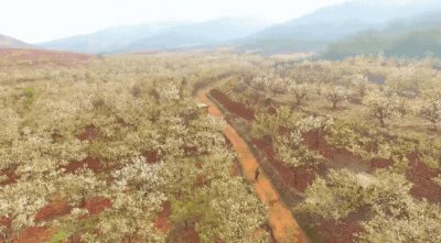 ​成都新发现一处百年梨花沟，1300亩免费花海，冷门又景美