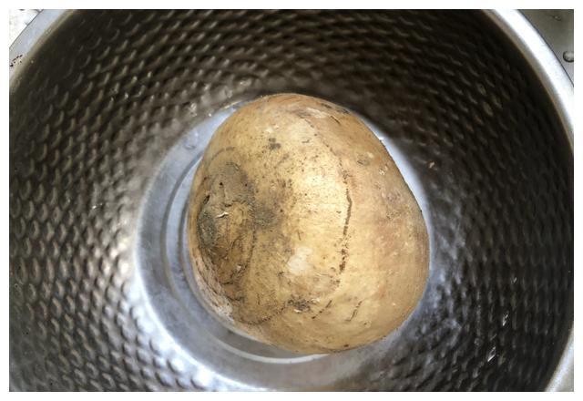这地瓜外形像个特大号蒜头，口感却清甜脆嫩，夏天吃还能清热解暑