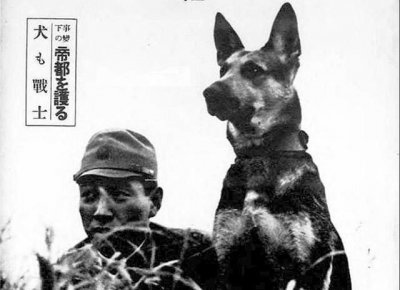 ​日本战败后，作为侵略者帮凶的军犬，又是怎样的下场