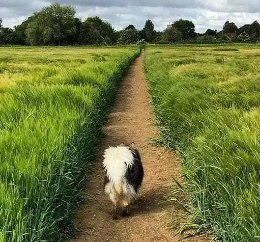 你以为这是一只阿拉斯加？错！这种冷门犬你见过吗？