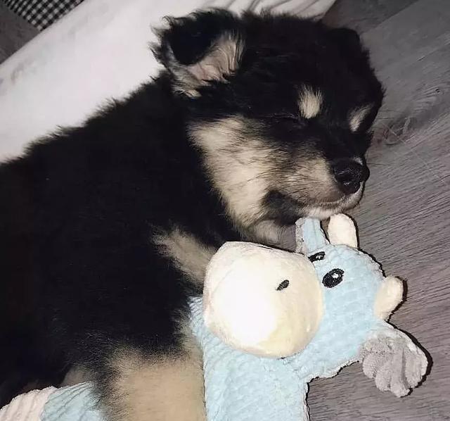 你以为这是一只阿拉斯加？错！这种冷门犬你见过吗？