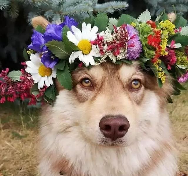 你以为这是一只阿拉斯加？错！这种冷门犬你见过吗？