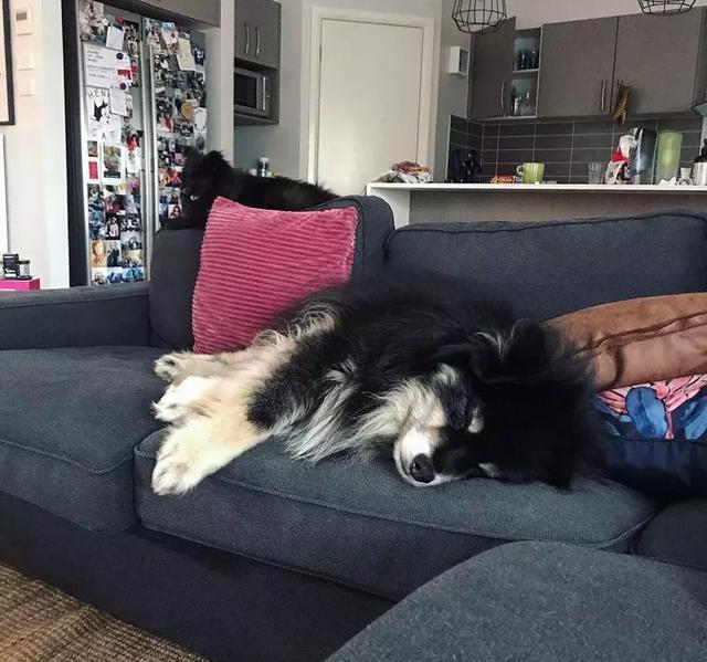 你以为这是一只阿拉斯加？错！这种冷门犬你见过吗？