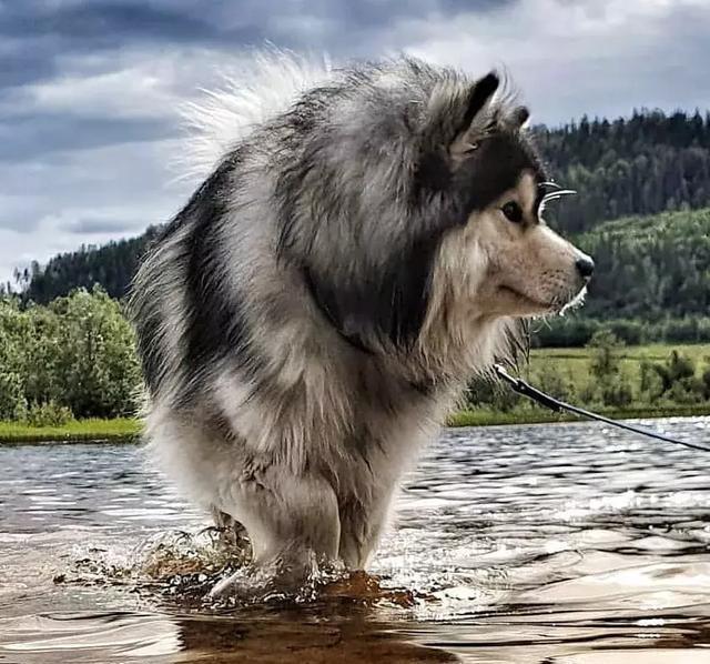 你以为这是一只阿拉斯加？错！这种冷门犬你见过吗？
