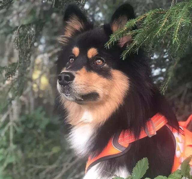 你以为这是一只阿拉斯加？错！这种冷门犬你见过吗？