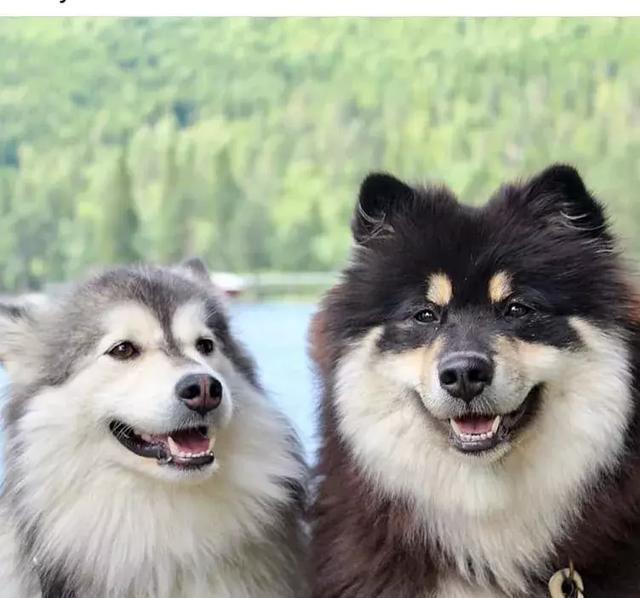 你以为这是一只阿拉斯加？错！这种冷门犬你见过吗？