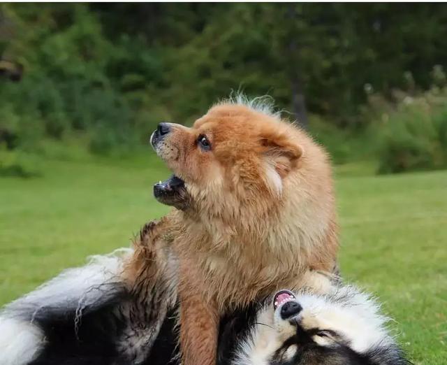 你以为这是一只阿拉斯加？错！这种冷门犬你见过吗？