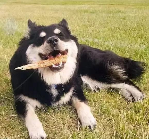 你以为这是一只阿拉斯加？错！这种冷门犬你见过吗？