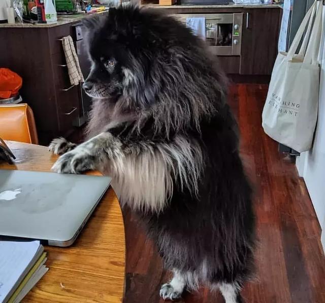 你以为这是一只阿拉斯加？错！这种冷门犬你见过吗？
